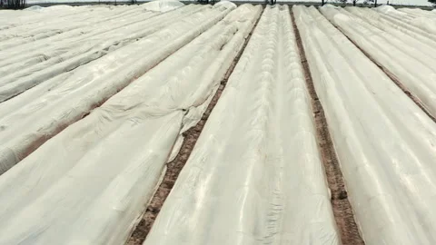 Drone flight sideways to the left over a large asparagus field covered with foil Stock Footage 163107926