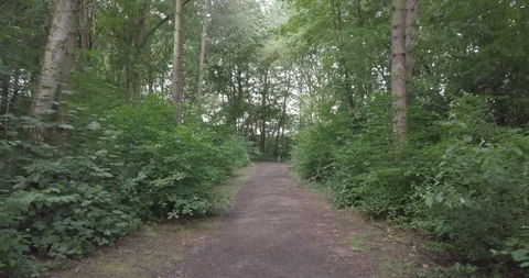 DRONE FLIGHT SLOW DEEP IN THE FOREST UNGRADED Video stock 112256649