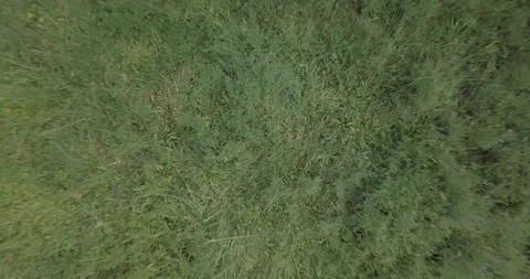 DRONE FLIGHT SLOW UP IN FOREST Video stock 112255827