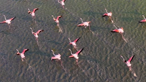 Drone flight, Slow motion, Aerial view of a flock of pink flamingos flying Stock-Footage 343660978