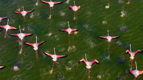 Drone flight, Slow motion, Aerial view of a flock of pink flamingos flying 库存影片 343661582