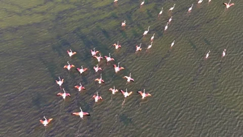 Drone flight, Slow motion, Aerial view of a flock of pink flamingos flying 库存影片 343661819