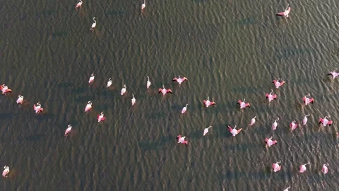 Drone flight, Slow motion, Aerial view of a flock of pink flamingos flying 库存影片 343662107