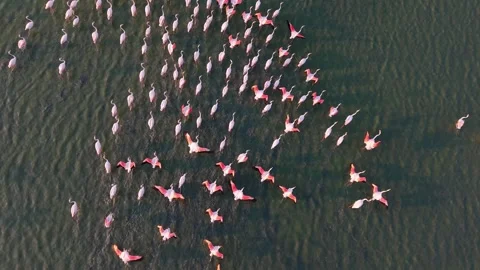 Drone flight, Slow motion, Aerial view of a flock of pink flamingos flying 库存影片 343662332