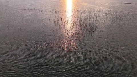 Drone flight, Slow motion, Aerial view of a flock of pink flamingos flying Vídeo Stock 343662687