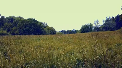 DRONE FLIGHT slowly low OVER FIELD 4k Video stock 112148422