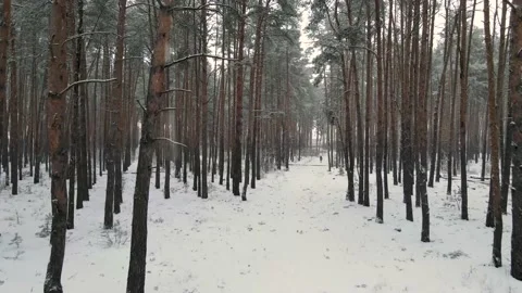 Drone flight in a snow-covered pine forest is snowing Video stock 169014476