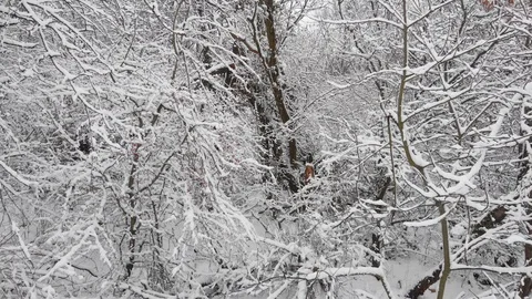 Drone flight in snow landscape between trees Stock Footage 102140269