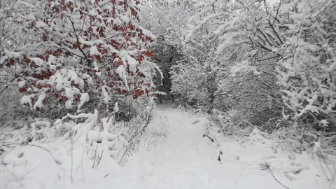 Drone flight in snow landscape between trees Stock Footage 102142484