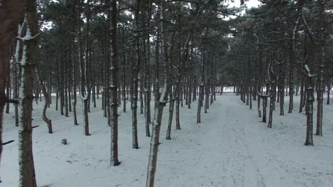 Drone flight in a snowy coniferous forest between the trees. 库存影片 72535622