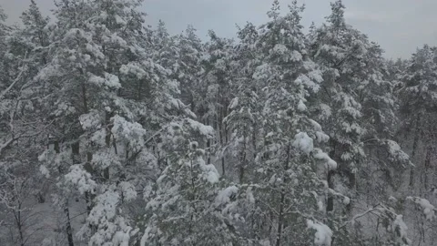 Drone flight in a snowy forest in cloudy weather Stock Footage 145973371