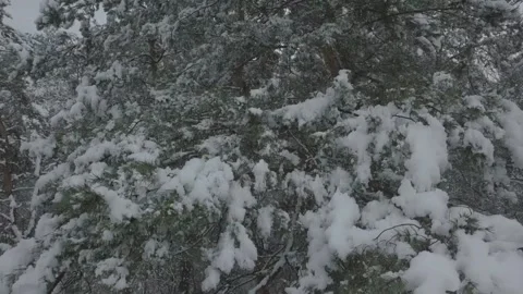 Drone flight in a snowy forest in cloudy weather Vídeos de archivo 146364908