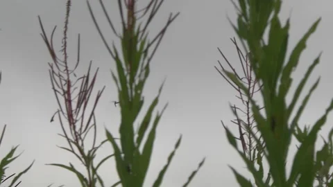 Drone in flight spied through the small vegetation at the edge of the forest Stock Footage 145483339