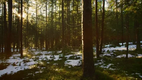 Drone flight the sun shines warmly through the winter forest Fog rises from the  Stock Footage 246476556