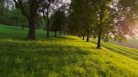 Drone flight in the sunset through old fruit tree garden Stock Footage 248552608
