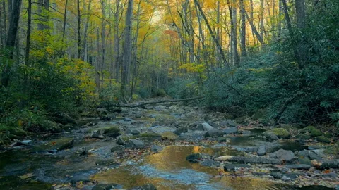 Drone flight through autumn forest with stream Stock Footage 254115978