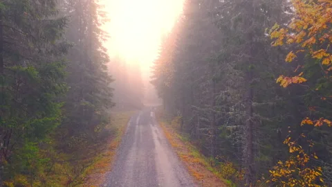 Drone Flight Through Autumn Mist Over Forest Road in Norway Stock Footage 320112849
