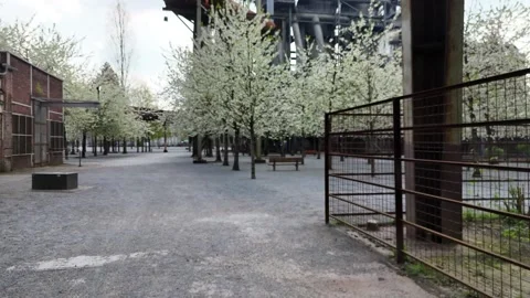 Drone Flight Through Blossoming Trees at Eye Level Видео 335377209