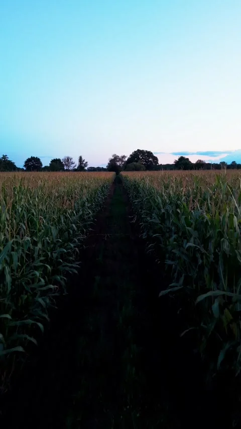 Drone flight through corn row at dusk Vidéo 343900657
