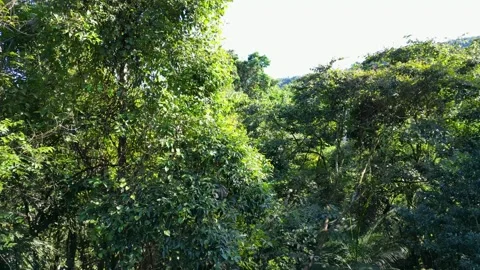 Drone Flight Through Dense Tropical Forest Interior – Ilhabela, Brazil Stockbeeldmateriaal 334617698