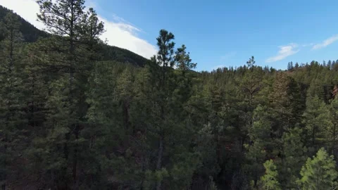 Drone flight through evergreen forest Stock Footage 153121260