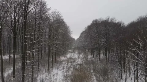 Drone flight through the fire-break in the winter forest. Snowy treetops Stock Footage 148437300