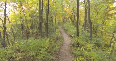 Drone flight through forest in autumn along path Stock Footage 55305091