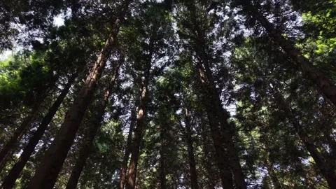 Drone Flight Through Forest Canopy at Oughaval Mass Rock Stock Footage 340008203