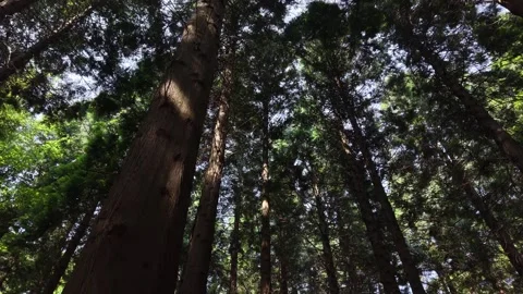 Drone Flight Through Forest Canopy at Oughaval Mass Rock Stock Footage 340008315