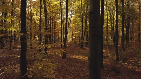 Drone flight through a forest Stock Footage 168477633