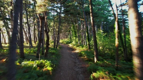 Drone flight through the forest Stock Footage 168914819