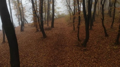 Drone flight through golden autumn forest during morning fog. Video stock 118399239