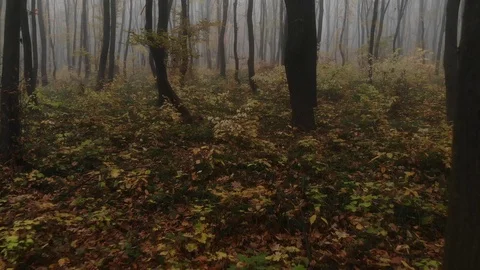 Drone flight through golden autumn forest during morning fog. Video stock 118400534