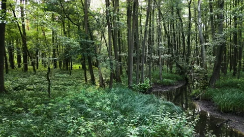 Drone Flight Through Green Forest with Stream Stock Footage 323872316