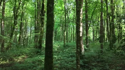 Drone Flight Through Green Forest at Oughaval Woods Laois Stock Footage 340007992