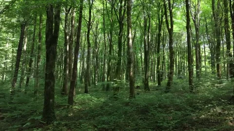 Drone Flight Through Green Forest at Oughaval Woods Laois Stock-Footage 340007996