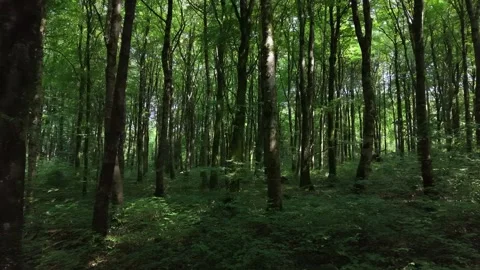 Drone Flight Through Green Forest at Oughaval Woods Laois 스톡 동영상 340008157