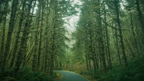 Drone Flight Through a Lush Green Forest Road – Scenic Aerial Journey Stock Footage 315099241