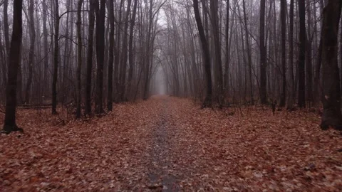 A drone flight through a misty forest, showcasing a pathway covered in autumn Video stock 289209751