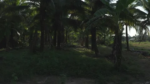 Drone flight through palm trees in Golden sunshine Stock Footage 134016930