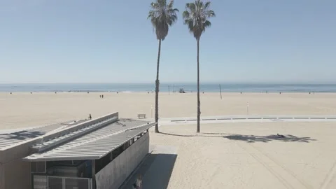 Drone flight through palm trees Stock Footage 172227240