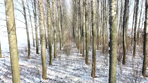 Drone flight through poplar forest Vídeo Stock 168176100