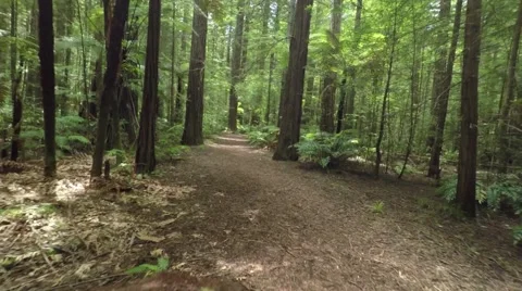 Drone flight through Redwood forest in New Zealand Stock-Footage 55837300