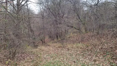 Drone flight through sparse winter forest with soft natural ambient light Stock Footage 323439860