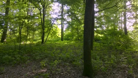 Drone Flight Through Summer Forest in Braunschweig Stock Footage 332692006