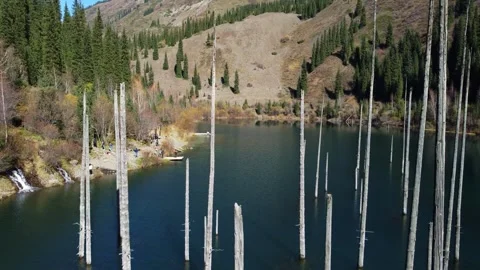 Drone Flight Through Sunken Trees To Hikers. Kazakhstan, Lake Kaindy Stock Footage 332787192