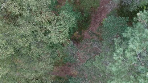 Drone flight through a swedish forest Stock Footage 113764237