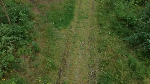 Drone flight through a swedish forest Stock Footage 113764296