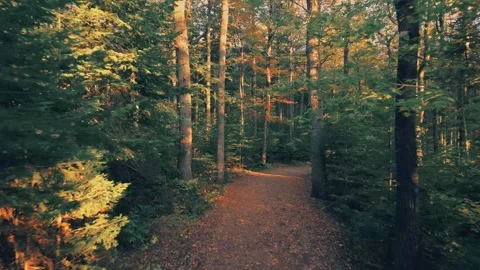 Drone Flight Through The Trees With Beautiful Fall Colours And Sun Rays Video stock 255168373