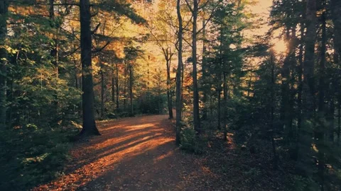 Drone Flight Through The Trees With Beautiful Fall Colours And Amazing Sun Rays Stock-Footage 255168416